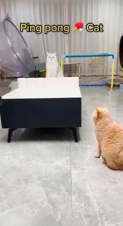 Ping pong cat