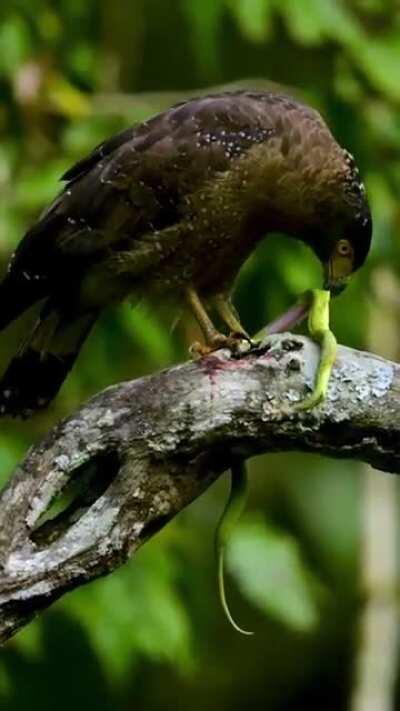 🔥 The Serpent Slayer