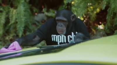 Apes after the squeeze be like...