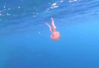Jelly fish caught in a bubble ring