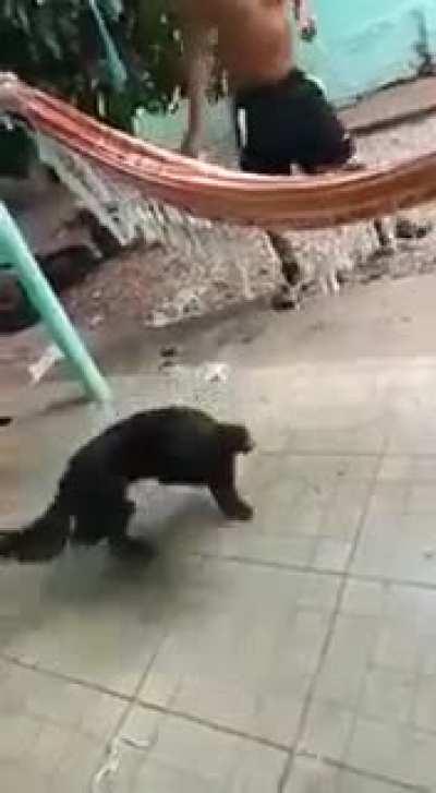 Yullalol - Video #2497