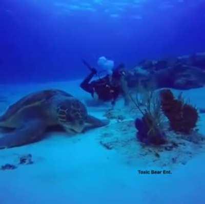 One of the biggest turtles ever recorded on camera