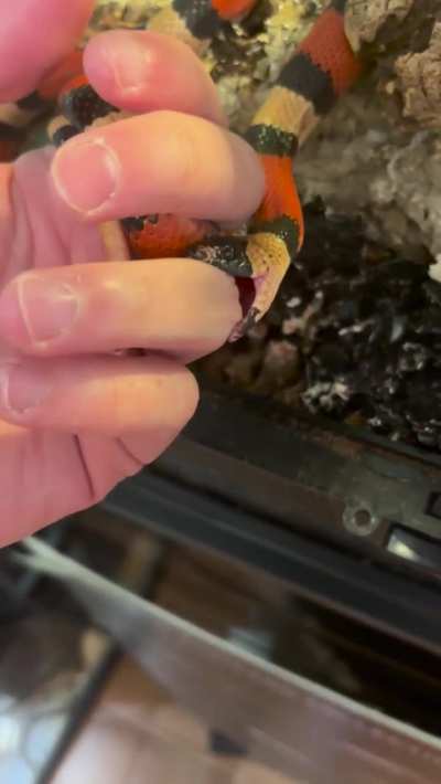 MaN eAtEn AlIvE bY vIsCoUs SnAkE