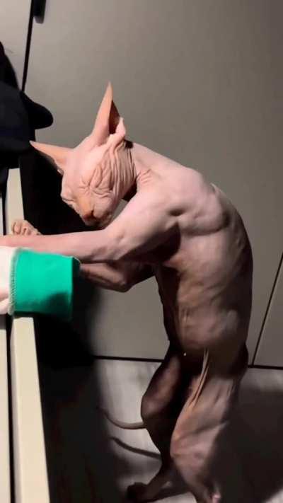 Palico’s confirmed.