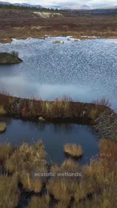 Funny International Beaver Day video