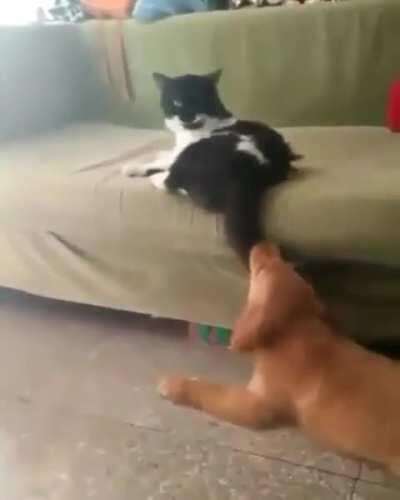 Messing with cat's tail