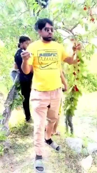 Tourist proudly harming and plucking the branches of Cherry trees in Gilgit
