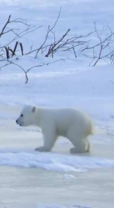 A Day In The Life of Polar Bears
