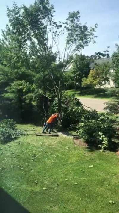 Guy Almost Gets Hit By Falling Tree in Backyard While Cutting It Down