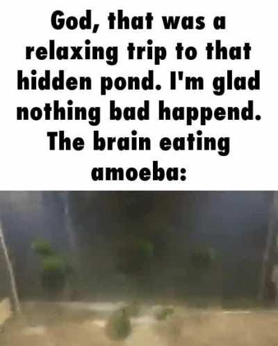 amoeba