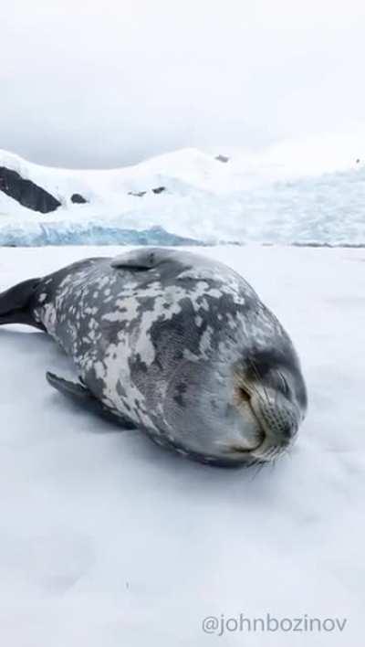 Robotic Wunkus! Beware!