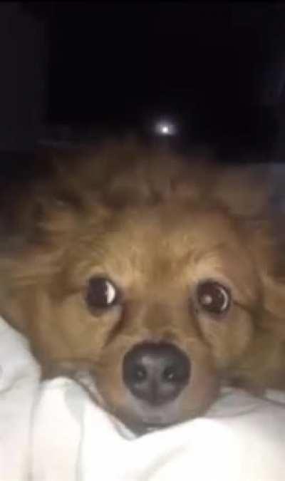 Pupper wants a good pet