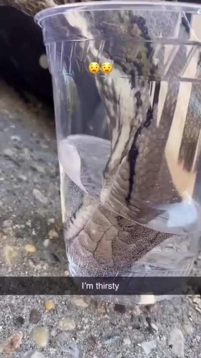 The way this snake drinks water