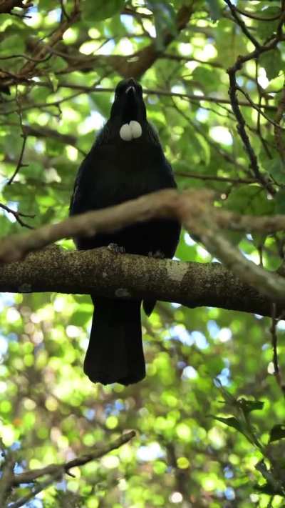 🤖 (@taytalkstrees)