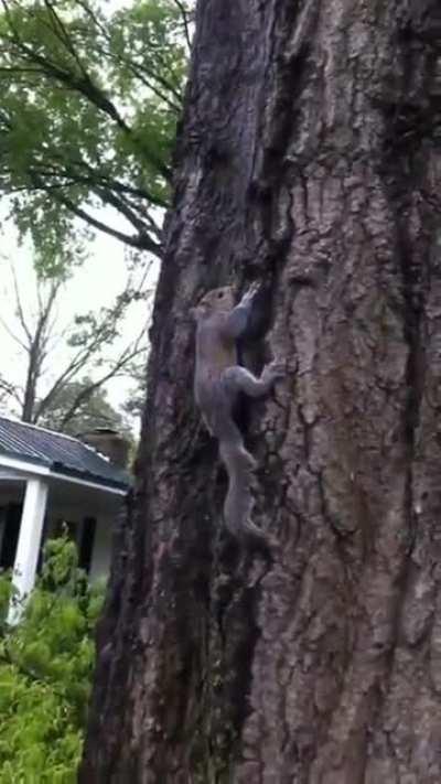 Be free little chipmunk.