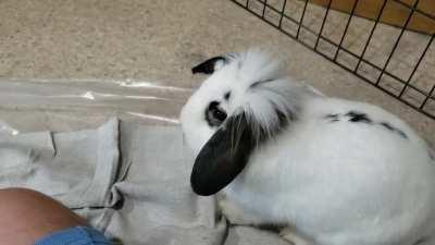 Uhtred got dem zoomies