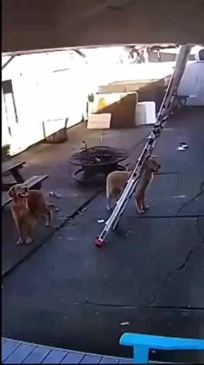 Setting up xmas lights