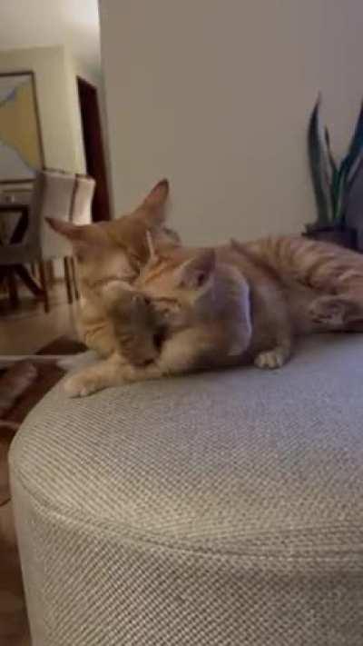 From big brother to best friend