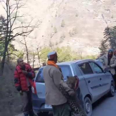 Leopard playing with humans in kullu, India