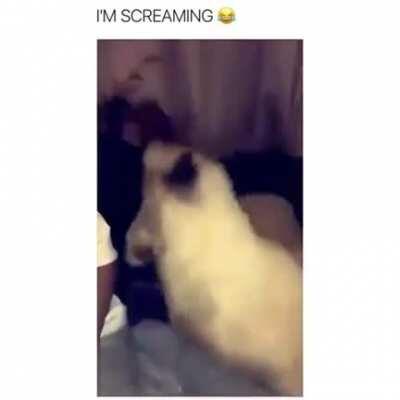 In Russia, monkey spanks you