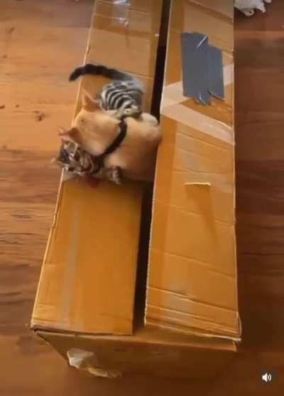 Another one of the catkind has been swallowed by the venus cattrap