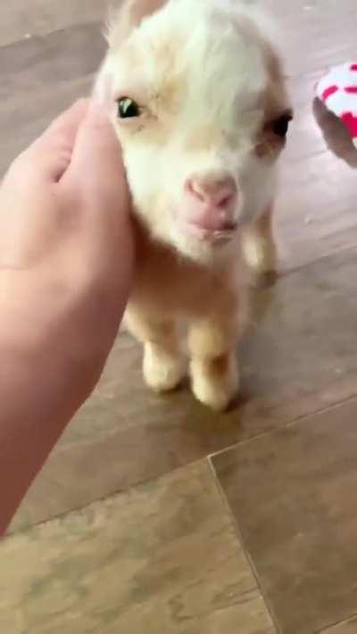 Cute Little Baby Goat...look at his little tail...