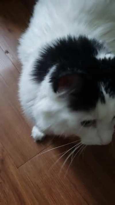 I shake the treats, she wants the eats :)