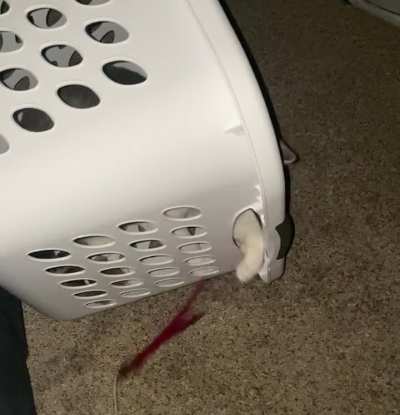 Teddy discovered the laundry basket/fort this evening.