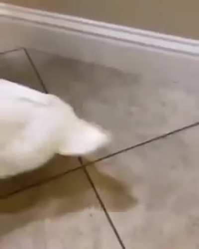 You quack me love-crazy…