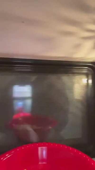 For anyone having a bad day just remember people this dumb actually exist