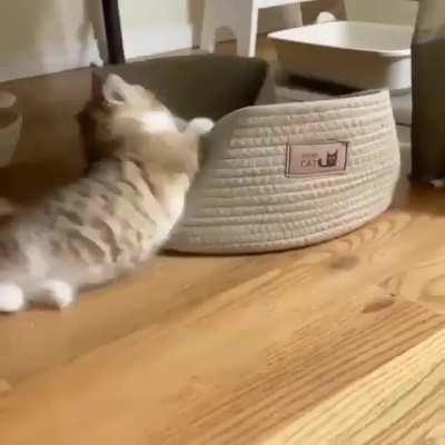 playing with my cute catto