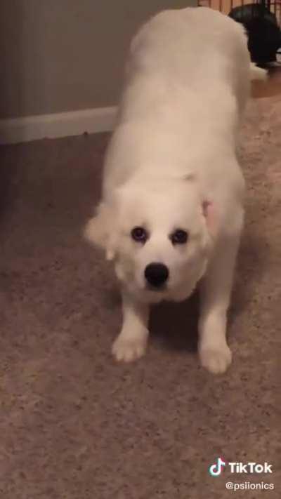 Owner brutally murdered by pet.