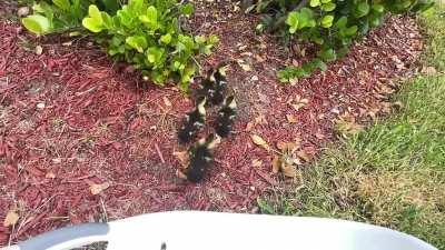 Found some duckings caught in the storm drain . This is when I returned them back to the mom .