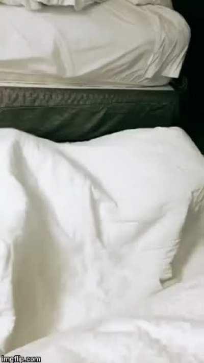 Who's under the blanket ?