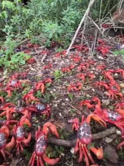 🔥 Annual mass migration of red crabs on Australia's Christmas Island