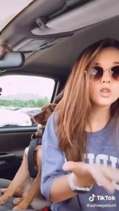 Собака-застывака