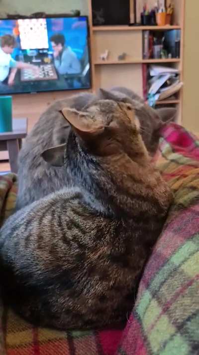 They are always grooming eachother, especially when we try to watch tv 😂