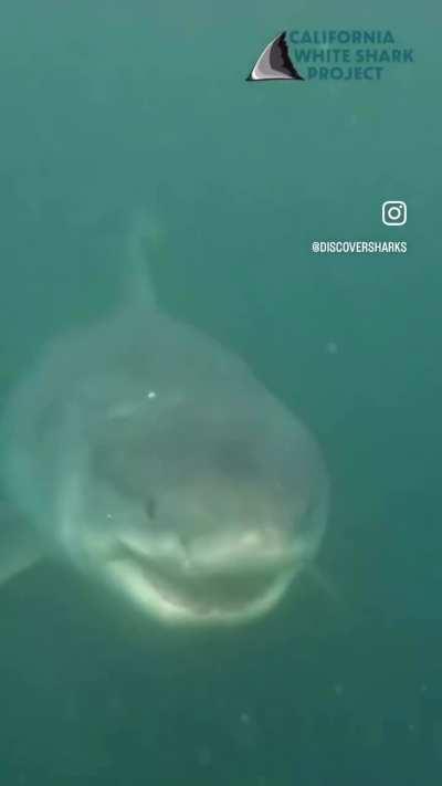 A 75 year old 17 ft great white shark just under the waters surface in California. 