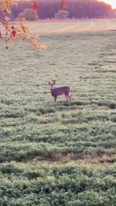 Hand loaded 243 win did the trick