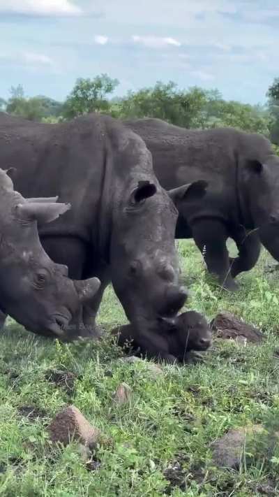 🔥 Cape buffalo mom steps aside to allow rhinos to welcome her newborn into the world
