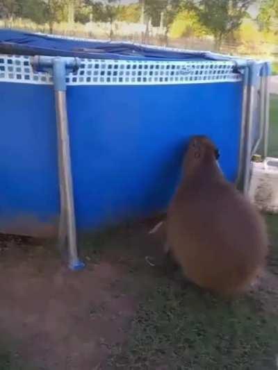 Ejecución: 10 / Técnica: 10 / Dificultad: 9