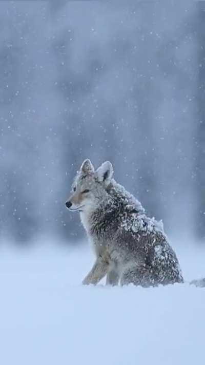 🔥 Coyote Howling in the Snow 🔥
