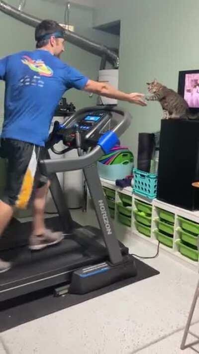 gym trainer cat