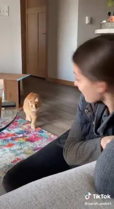 When your cat has been watching Squid Game.....