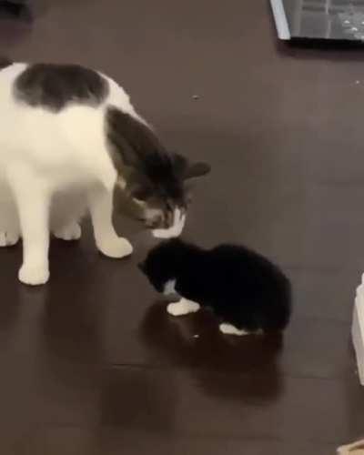 Cross posting to save video