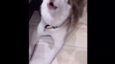 Demon possessed dog