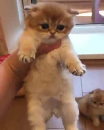 What's better than one pointy tail? Four!