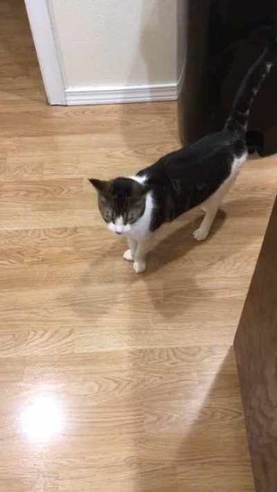 Elsie's meower was broken when we adopted her. Eight months later, progress?