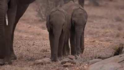 Look at that confident strut.