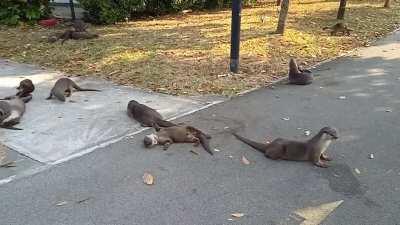 Otters near Kallang river this morning